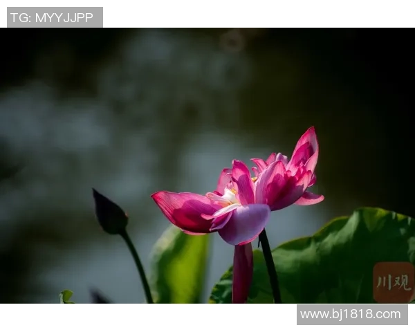 成都滑板队整体压制现象分析与滑板文化的深度探讨